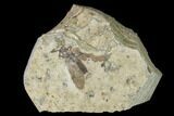 Fossil March Fly (Plecia) - Green River Formation #138483-1